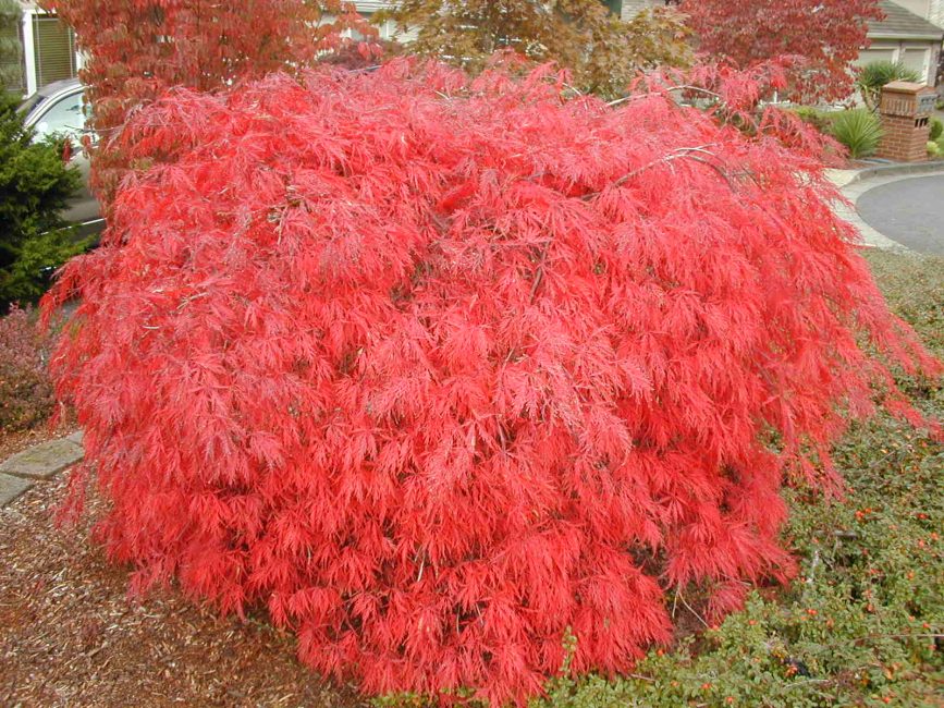 Japanese maple