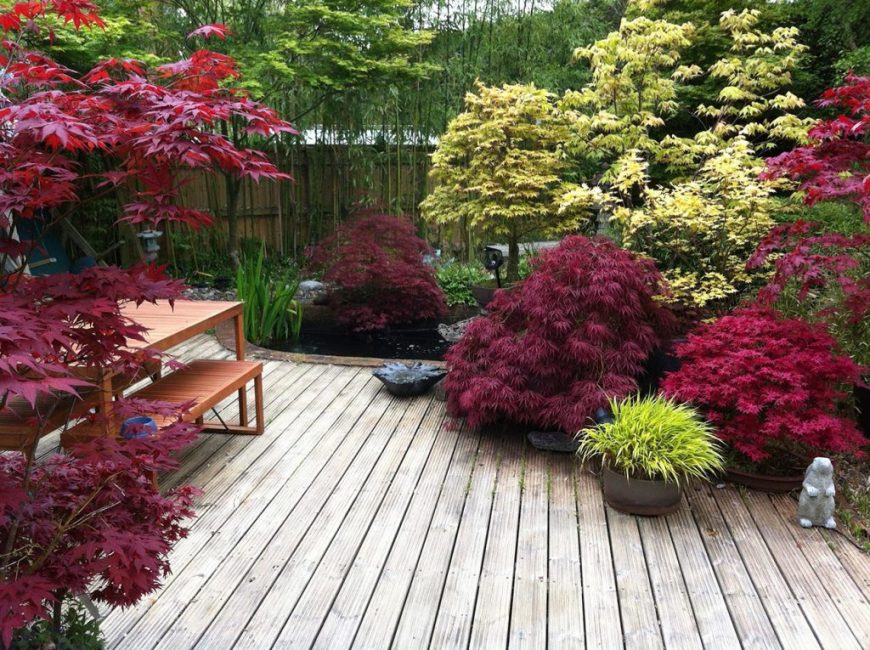 Japanese maple in landscape design