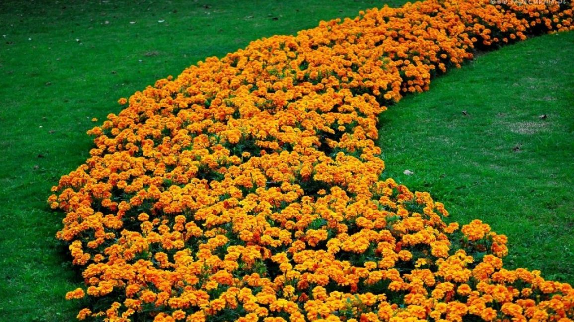 Marigolds in the flowerbed