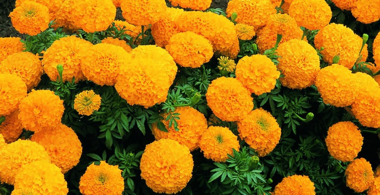 Marigolds upright classic color