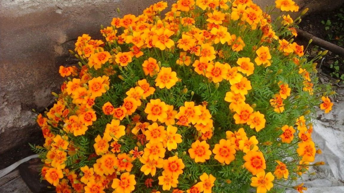 Marigolds thin-leaved