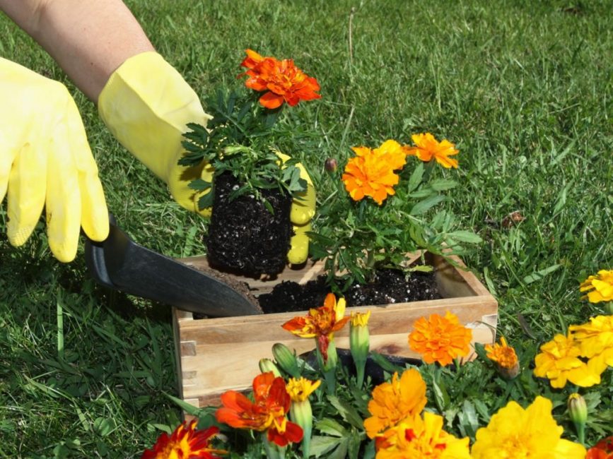 Marigolds are photophilous plants