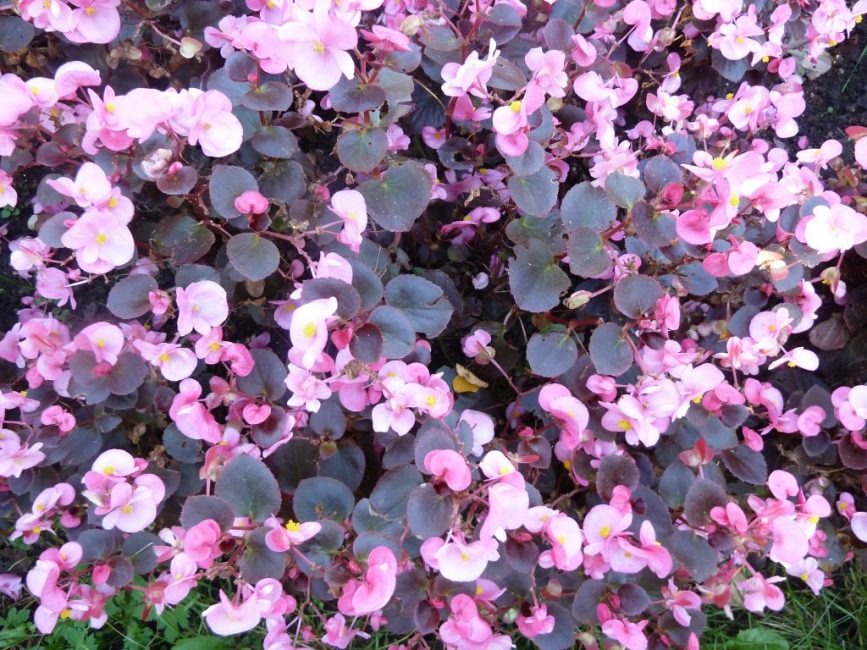 Begonia ever flowering in the country