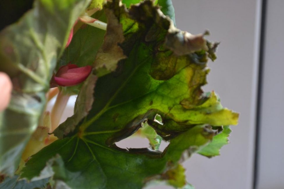 begonia leaf disease