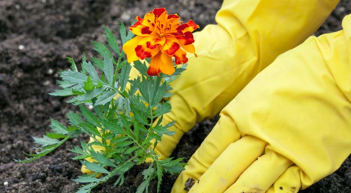 Planting a plant in open ground