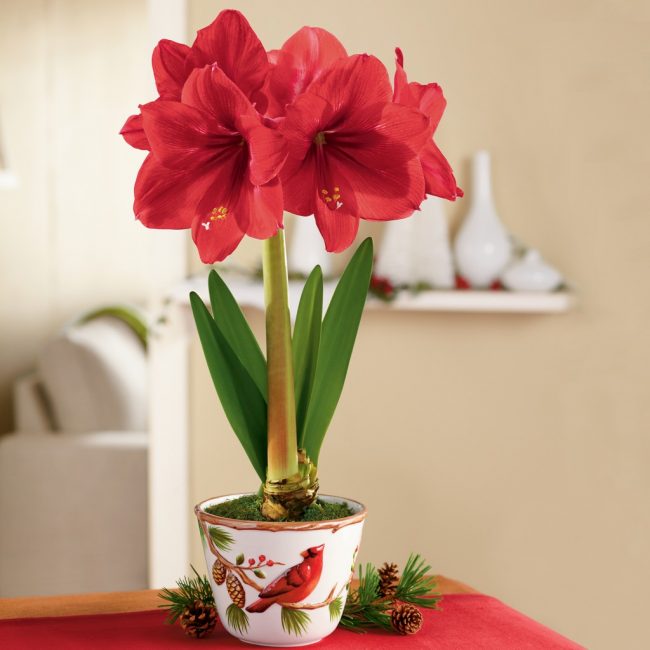 hippeastrum