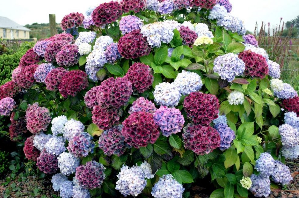 hydrangea