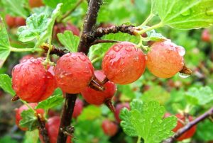 Gooseberries: description, varieties, planting in the open field and care in spring, summer and autumn (20 Photos & Videos) + Reviews