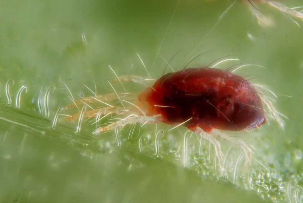 Un mauvais entretien des plantes peut provoquer l'attaque des tétranyques.