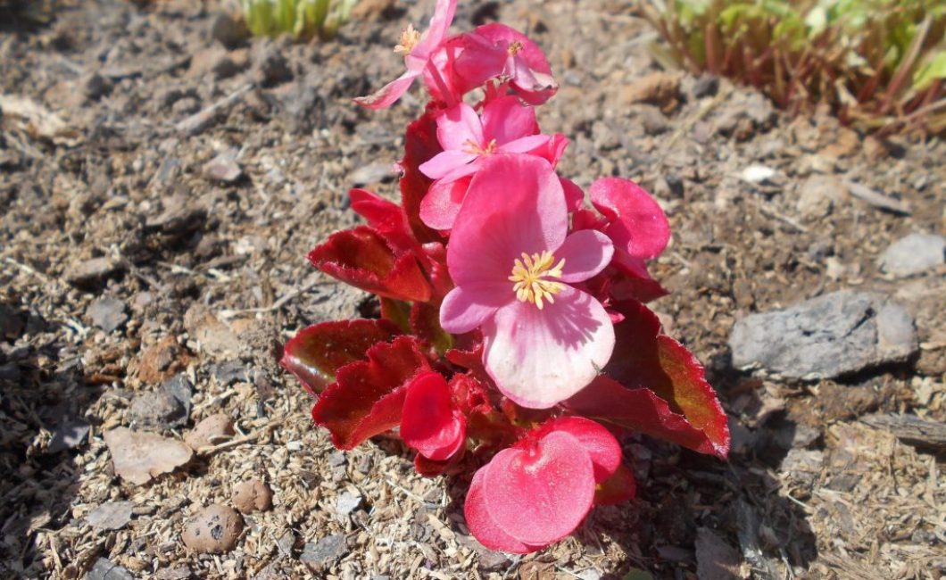 plant in the open field