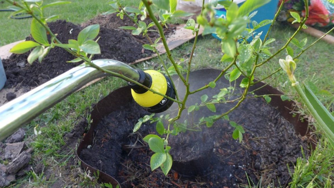 Les myrtilles aiment l'humidité.