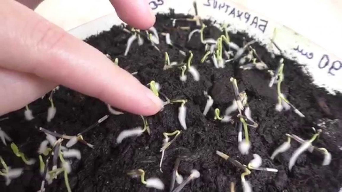 planting marigolds in open ground