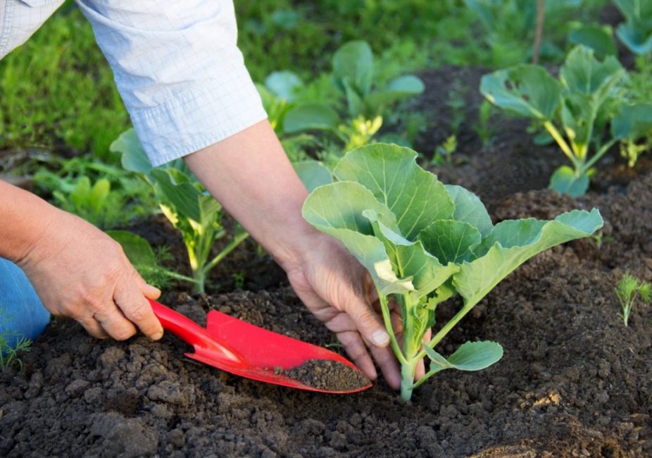 Fertilizer is poured directly into the hole right before planting.