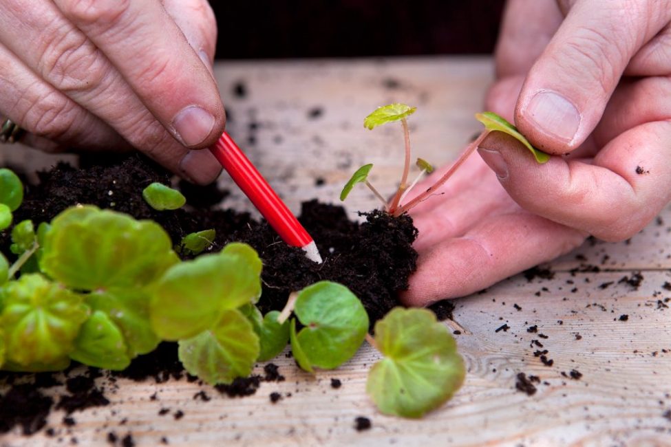 Growing begonias from seeds