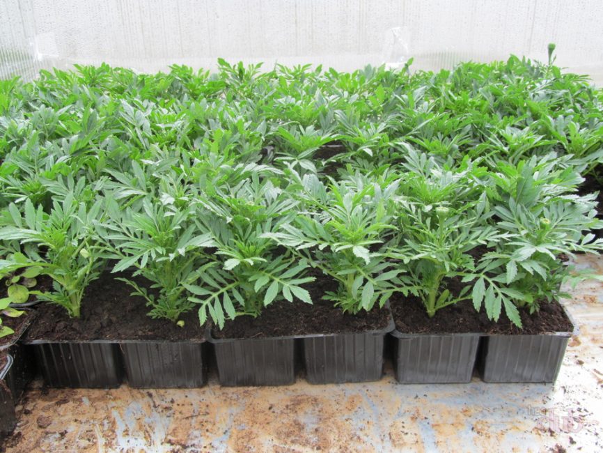 Marigold seedlings