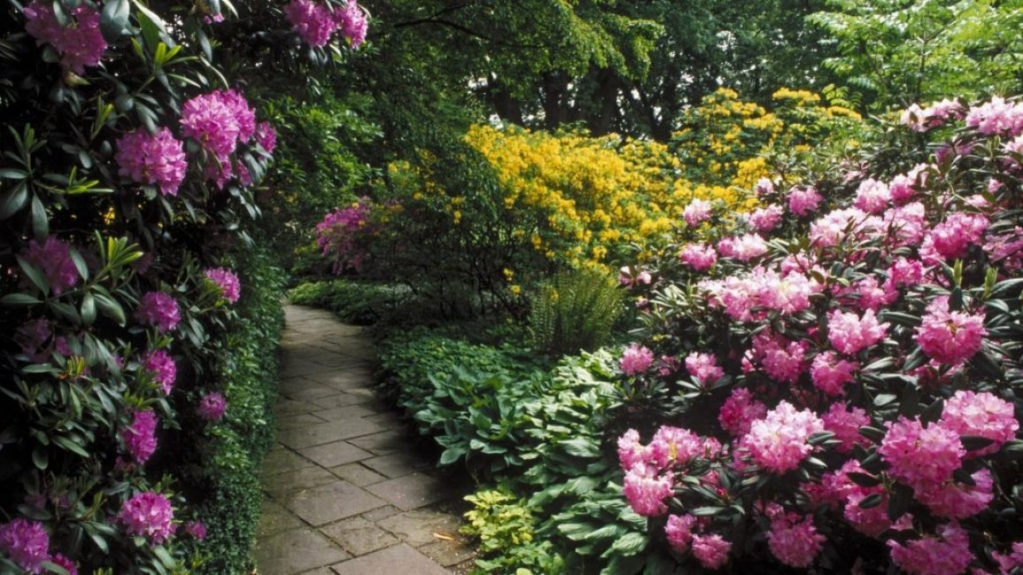 Rhododendrons au jardin