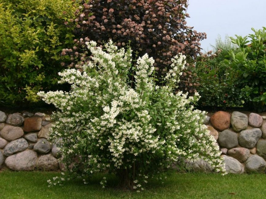 garden jasmine