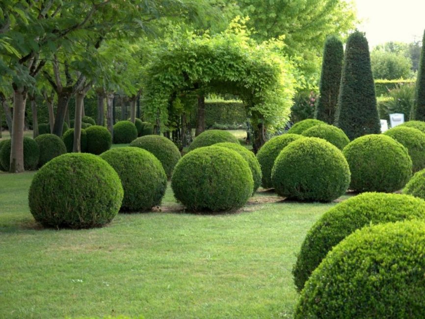 ينتشر Buxus على نطاق واسع في تصميم المناظر الطبيعية ويستخدم لإنشاء أكثر أشكال التحوط غرابة.