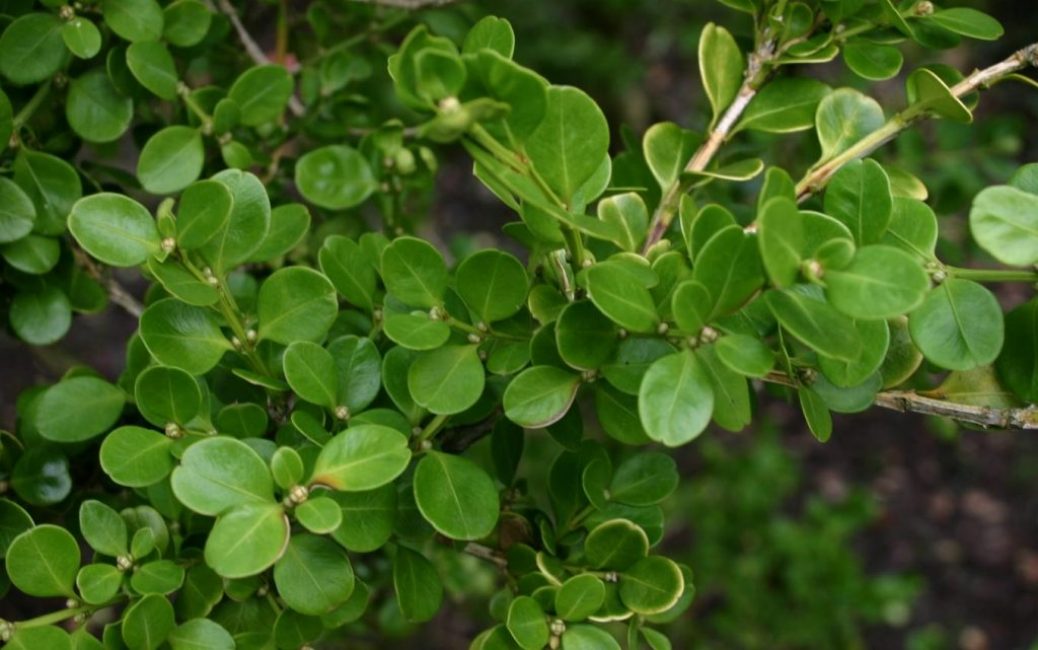 ينمو Buxus جيدًا من البذور