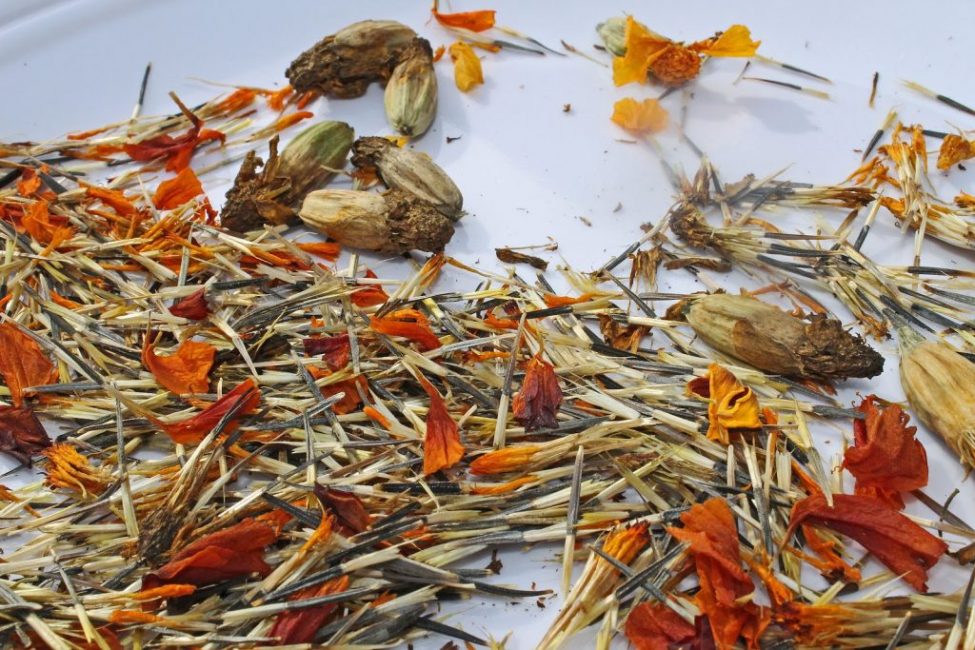 Seed pods and marigold seeds