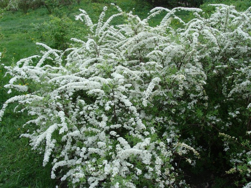 spirea