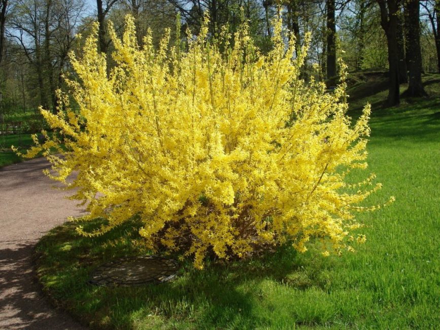 Forsythia