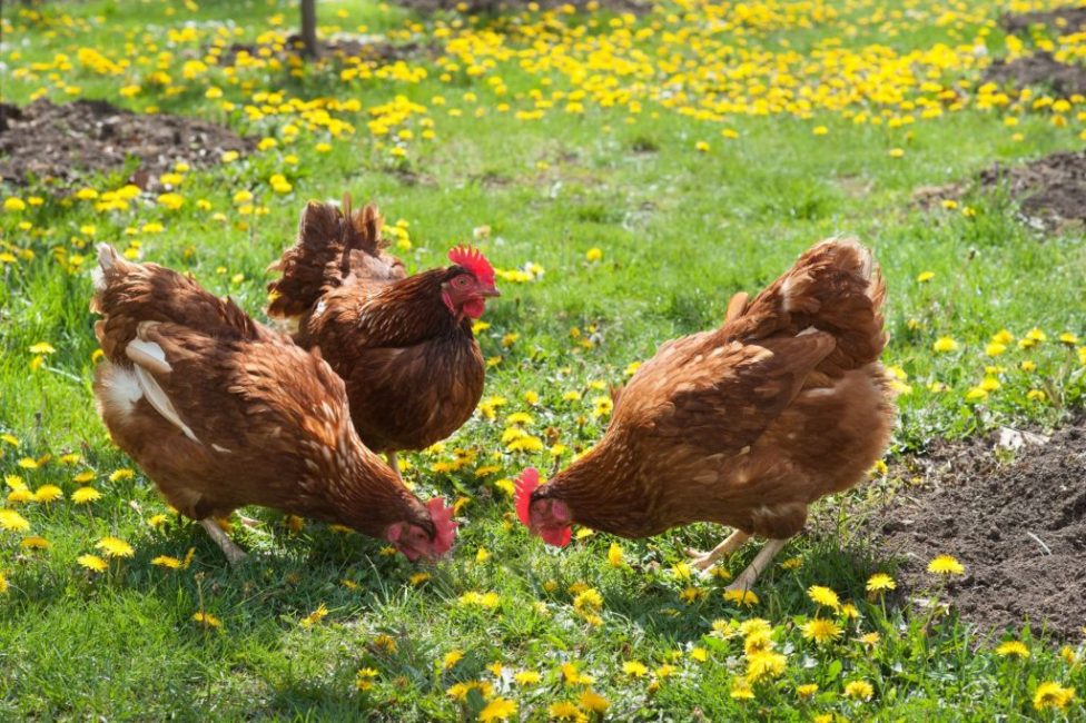 Chicken manure is several times more nutritious than cow and horse manure.