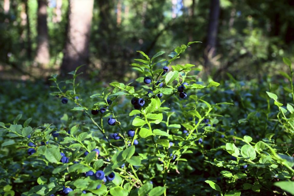 Buisson de bleuets dans la forêt de conifères