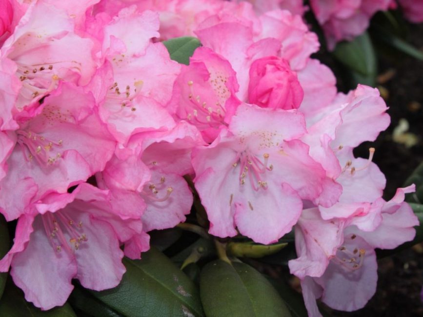 Rhododendron Yakushiman