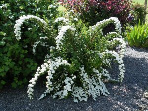 Spirea: وصف 12 نوعًا شائعًا ، والغرس في الحقل المفتوح ، والرعاية ، وميزات لمناطق مناخية مختلفة بما في ذلك سيبيريا (80+ صور وفيديو) + التعليقات