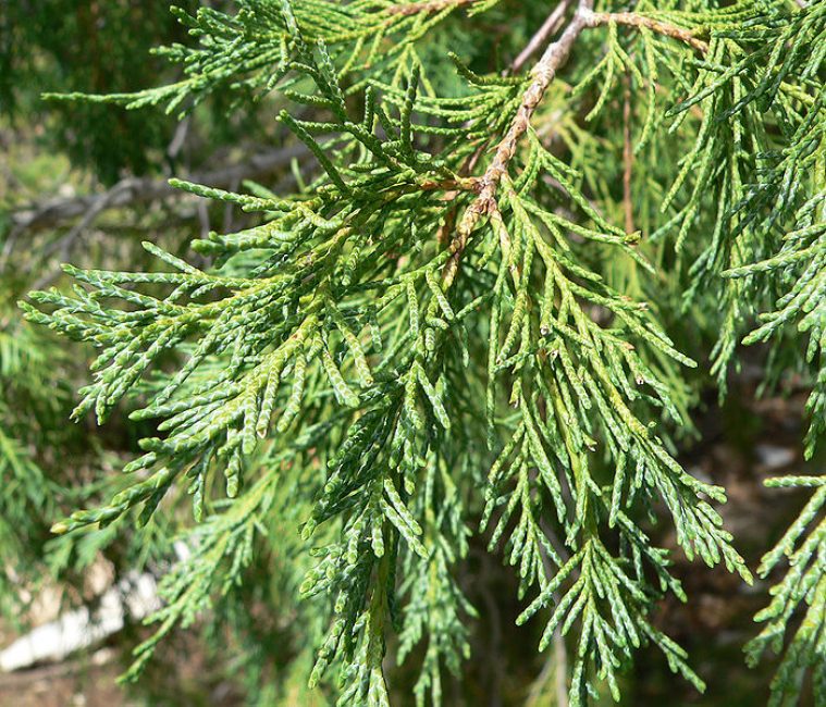 Vista rocciosa o Juniperus scopulorum