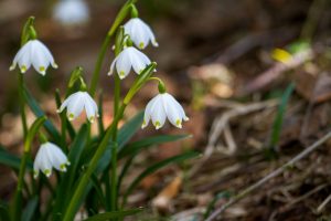 Snowdrop