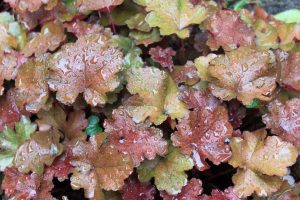 Heuchera perennial - when leaves are more important than flowers: description, planting in the open field, care (80+ Photos & Videos) + Reviews