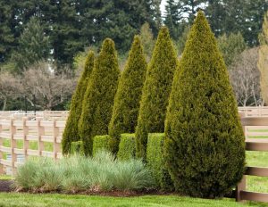 Juniper: description of 8 species and 16 varieties, reproduction and care in the open field and at home (120+ Photos & Videos) + Reviews