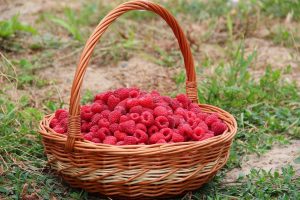 Raspberry: how to care for it so that there is a good harvest? In spring, summer, autumn and winter: features of watering, fertilizing, pruning shrubs and its remontant varieties