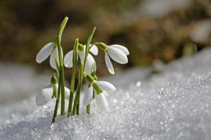 Snowdrop