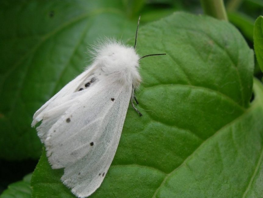 papillon américain blanc