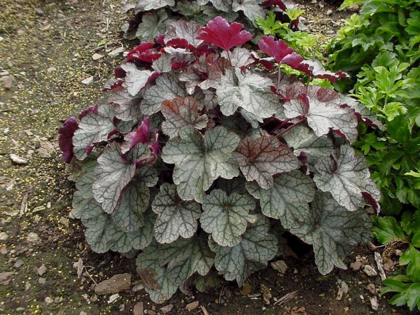 Heuchera hairy