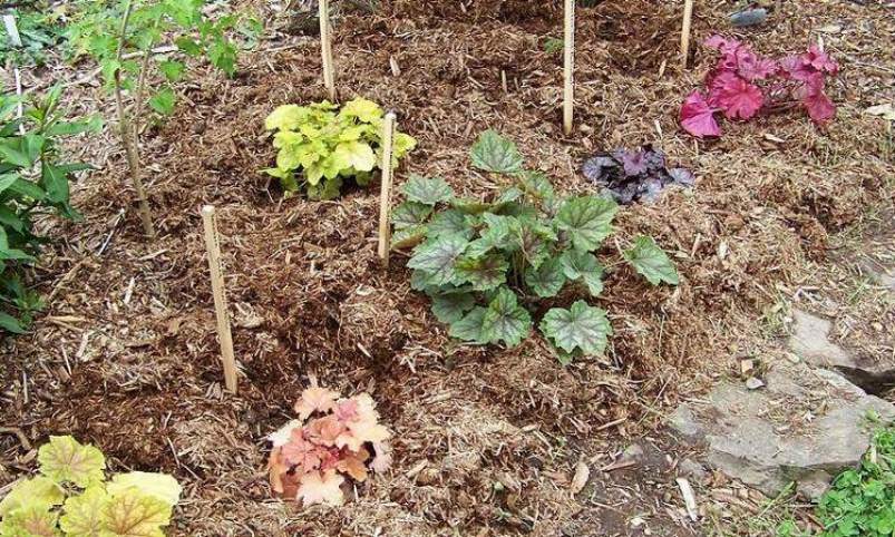 Mulched geyhera bushes