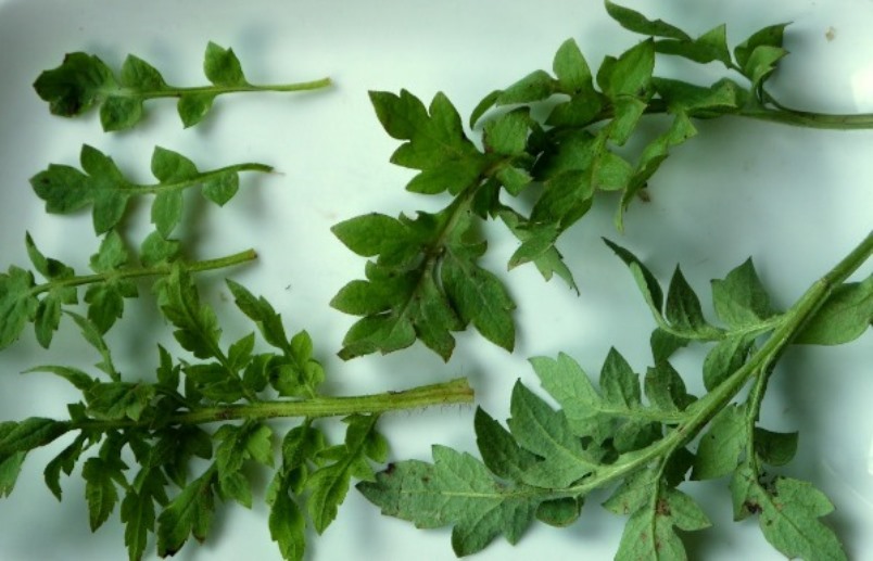 Green poppy stems