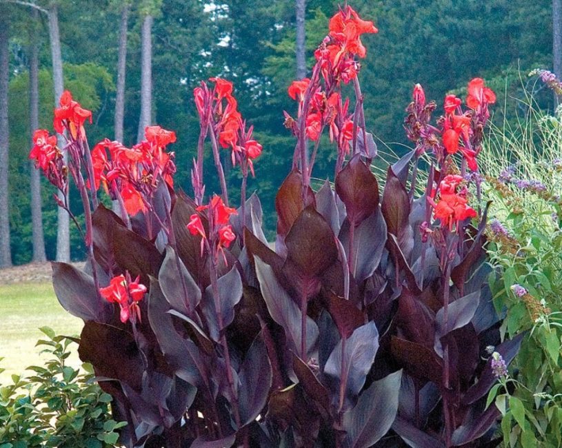 Canna australien aux feuilles violettes