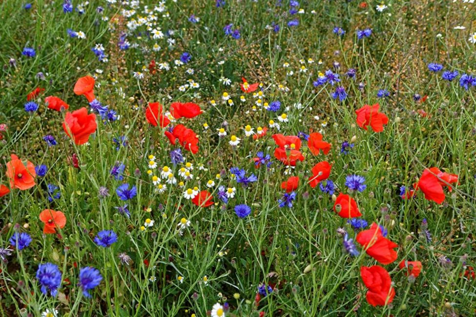 Flowerbed with poppies and cornflowers