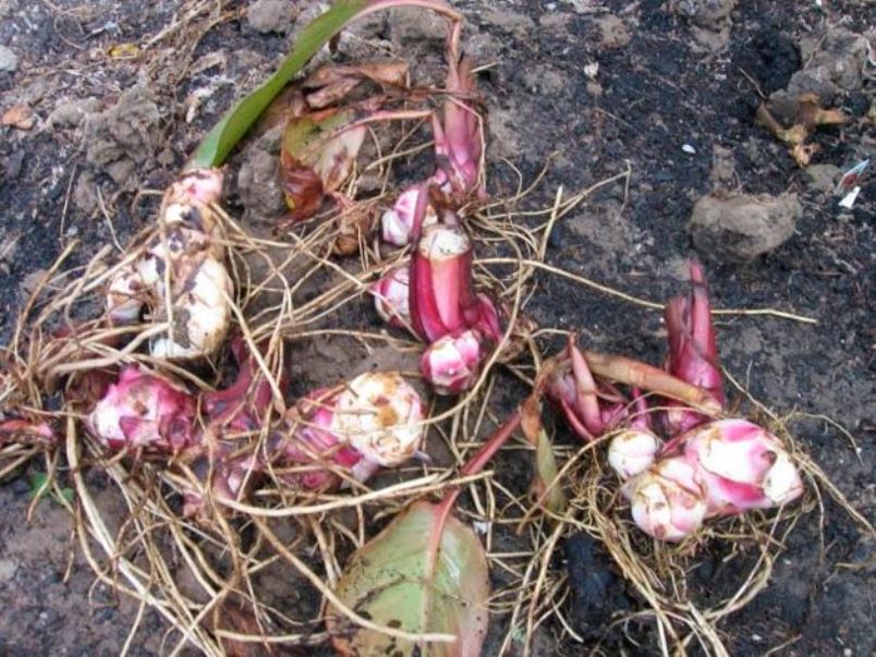 Rhizomes transformés pour le stockage réfrigéré