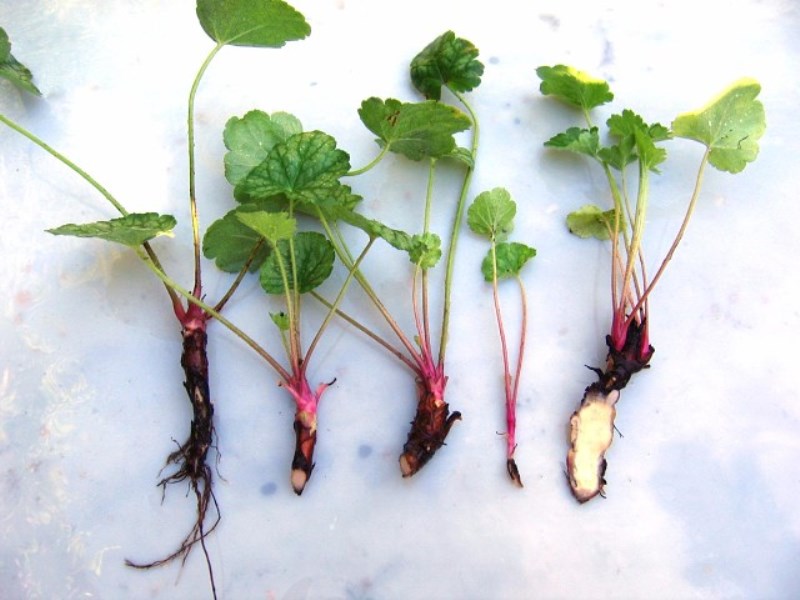 Heuchera root cuttings