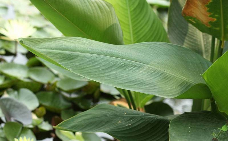 feuilles de canna