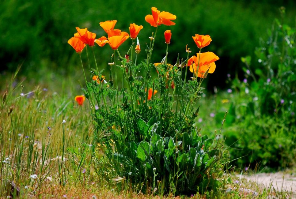 Several times a month you need to weed the poppy, ridding the ground of weeds.