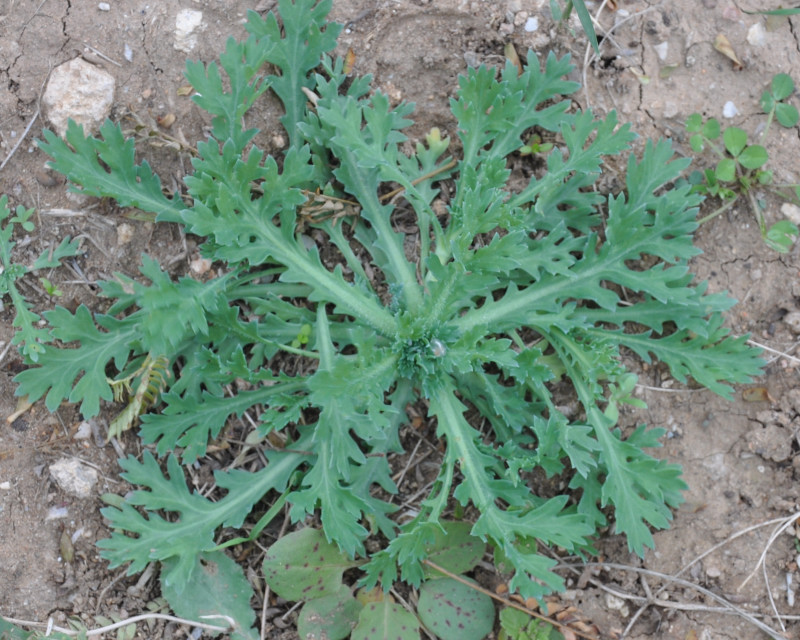 Poppy self-seeding one month after planting