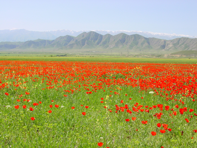 poppy field