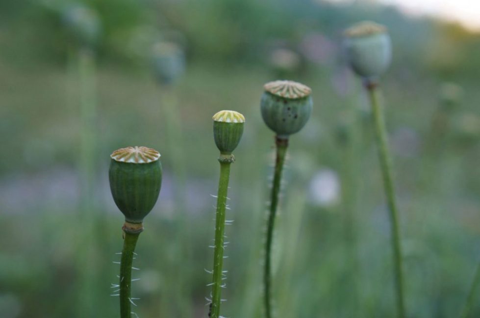 poppy boxes