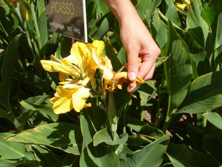 Les inflorescences et les fleurs fanées doivent être enlevées